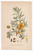 1926 Common Sea Buckthorn (Hippophae rhamnoides) botanical print by C. A. M. Lindman, Plate 243