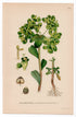 1926 Sun Spurge (Euphorbia helioscopia) botanical print by C. A. M. Lindman, Plate 244