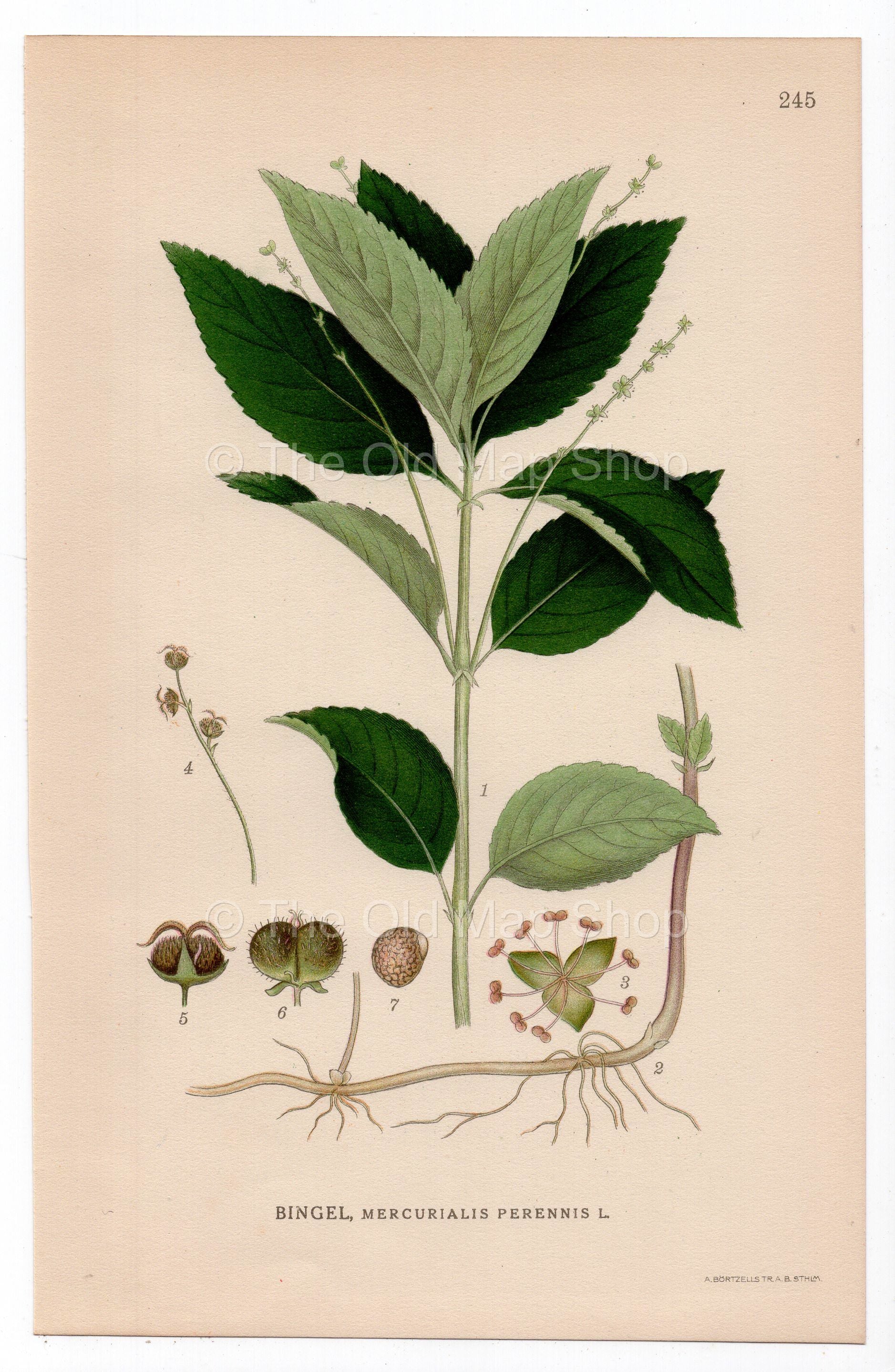 1926 Dog's Mercury (Mercurialis perennis) botanical print by C. A. M. Lindman, Plate 245