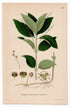 1926 Dog's Mercury (Mercurialis perennis) botanical print by C. A. M. Lindman, Plate 245