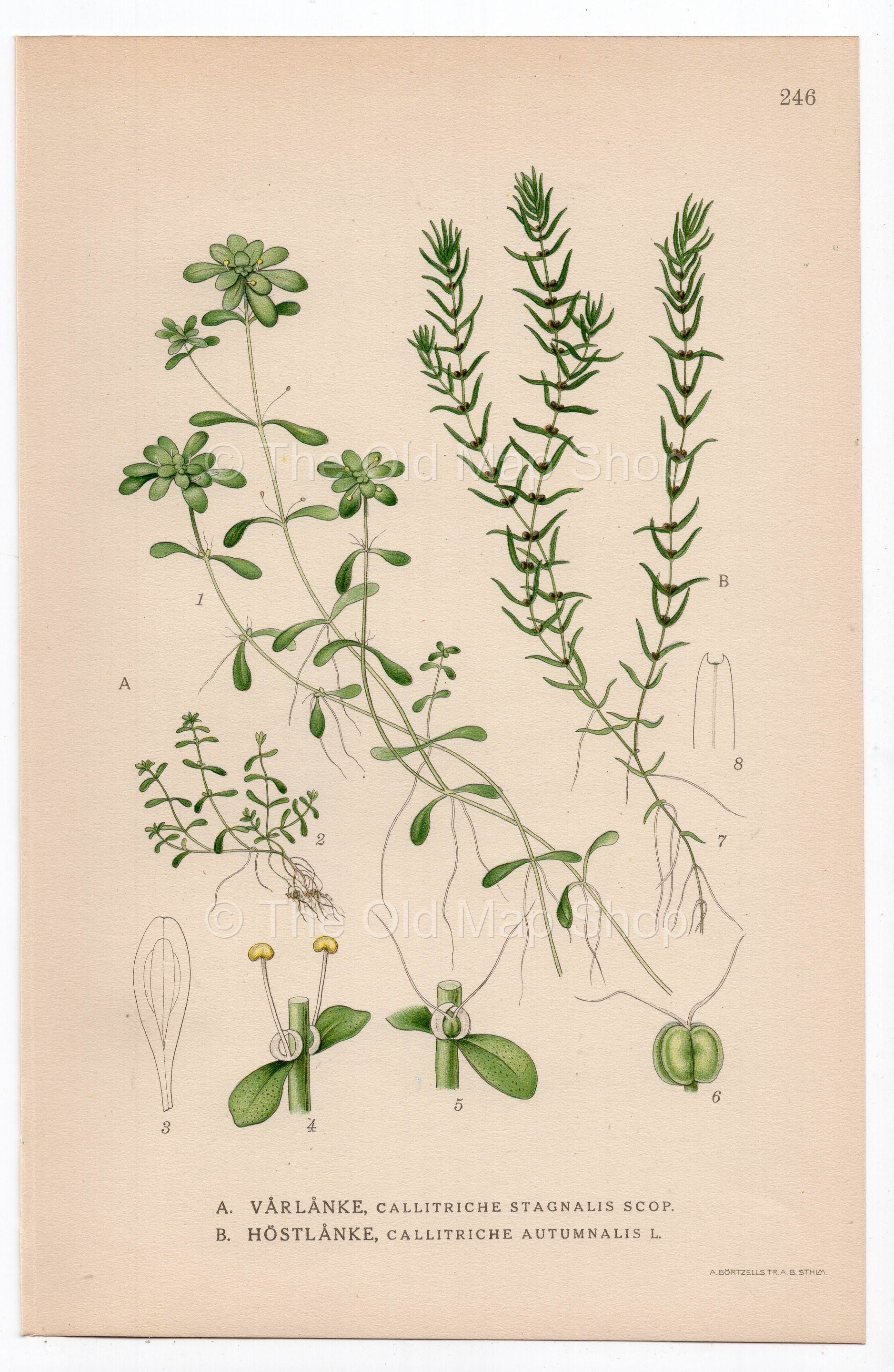 1926 Pond Water-Starwort (Callitriche stagnalis) botanical print by C. A. M. Lindman, Plate 246