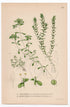 1926 Pond Water-Starwort (Callitriche stagnalis) botanical print by C. A. M. Lindman, Plate 246