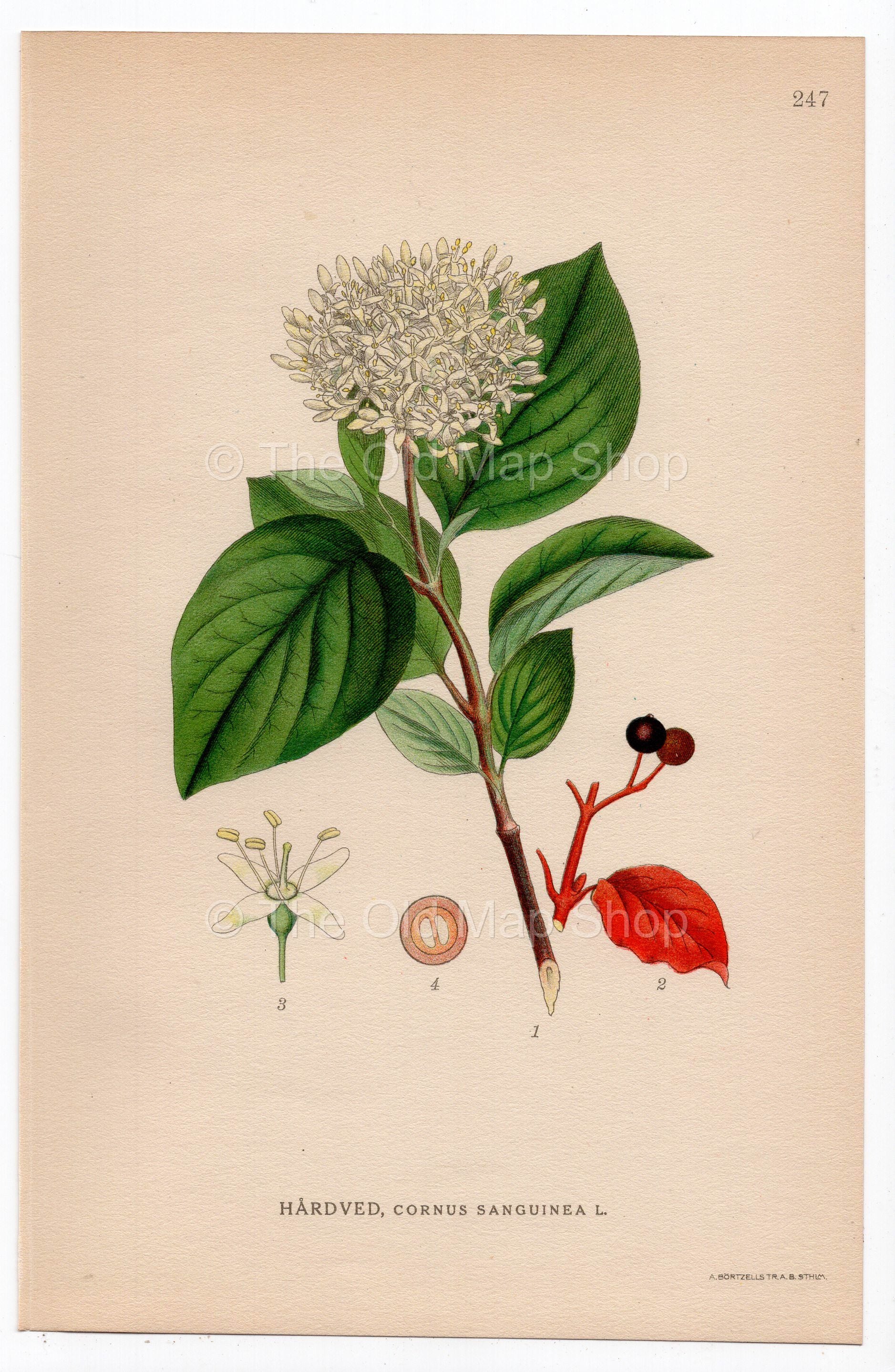 1926 Common Dogwood (Cornus sanguinea) botanical print by C. A. M. Lindman, Plate 247