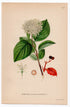 1926 Common Dogwood (Cornus sanguinea) botanical print by C. A. M. Lindman, Plate 247