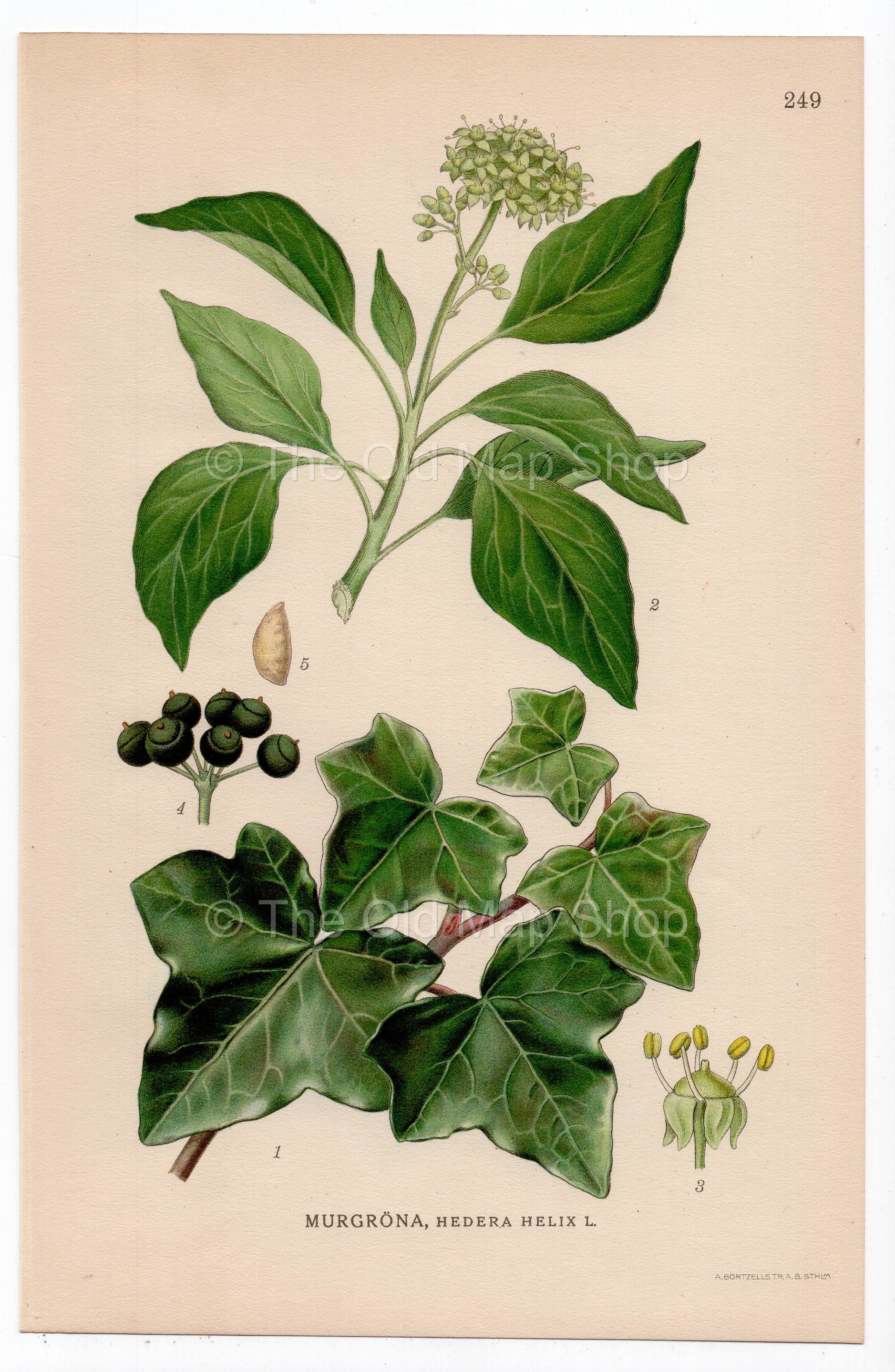 1926 Common Ivy, English Ivy (Hedera helix) botanical print by C. A. M. Lindman, Plate 249