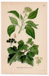 1926 Common Ivy, English Ivy (Hedera helix) botanical print by C. A. M. Lindman, Plate 249