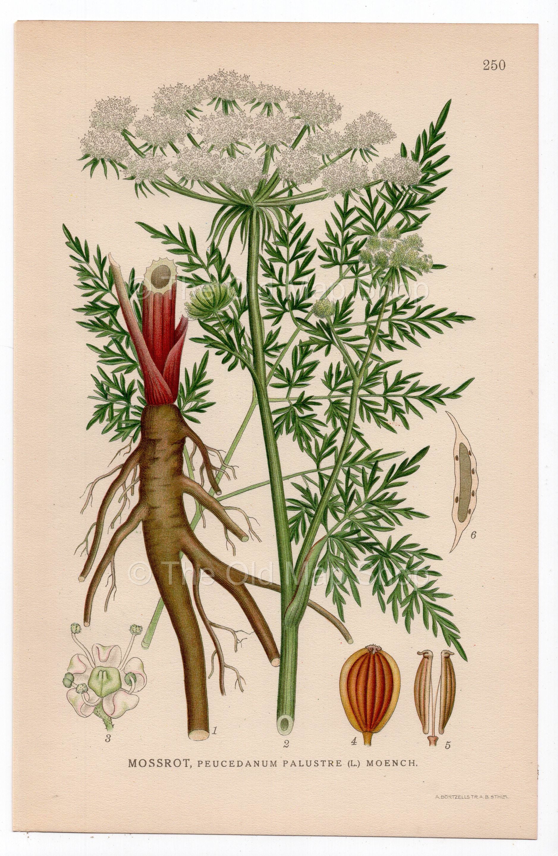 1926 Milk Parsley (Peucedanum palustre) botanical print by C. A. M. Lindman, Plate 250