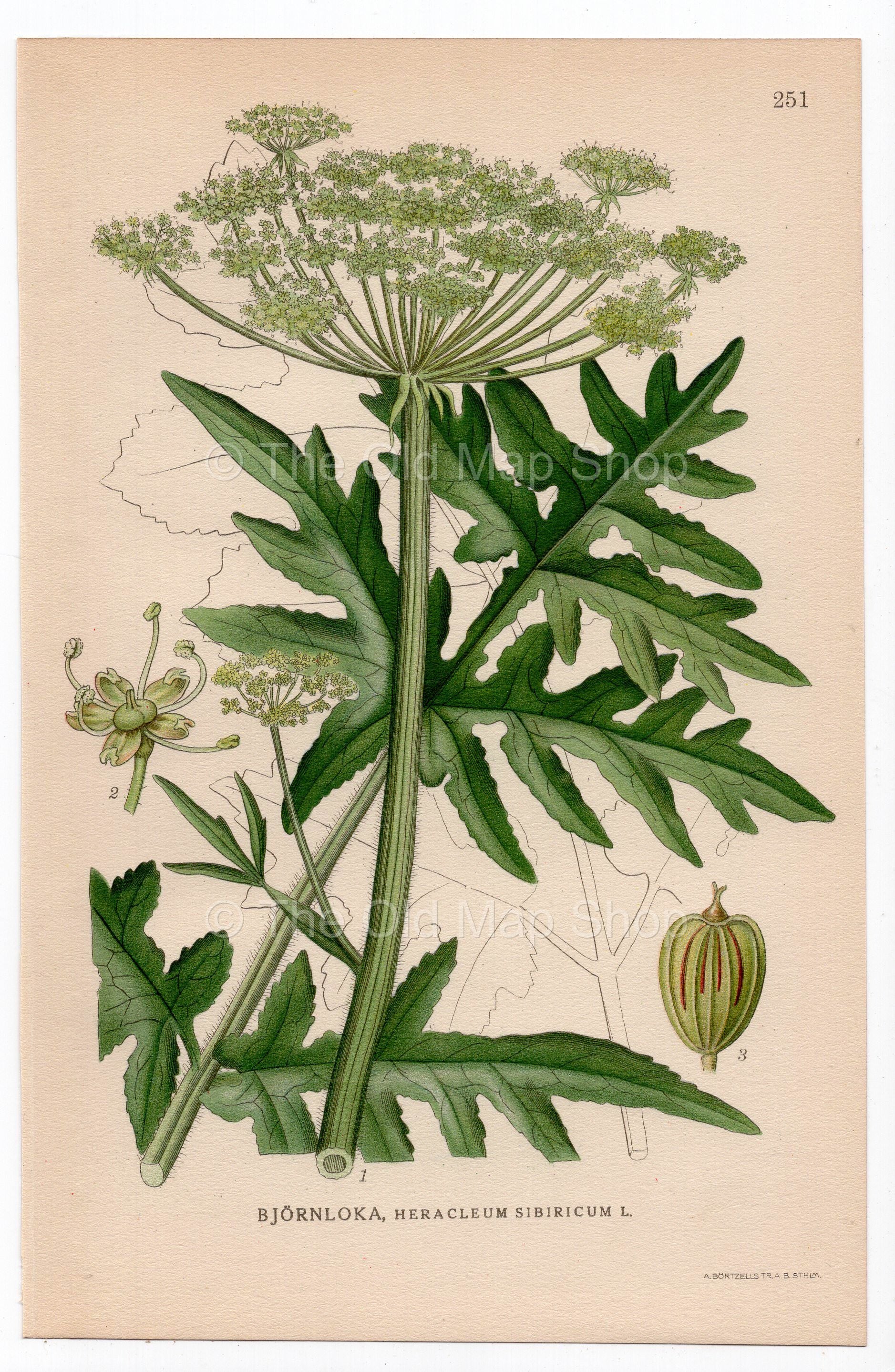 1926 Cow Parsnip, Hogweed (Heracleum sibiricum) botanical print by C. A. M. Lindman, Plate 251