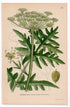 1926 Cow Parsnip, Hogweed (Heracleum sibiricum) botanical print by C. A. M. Lindman, Plate 251