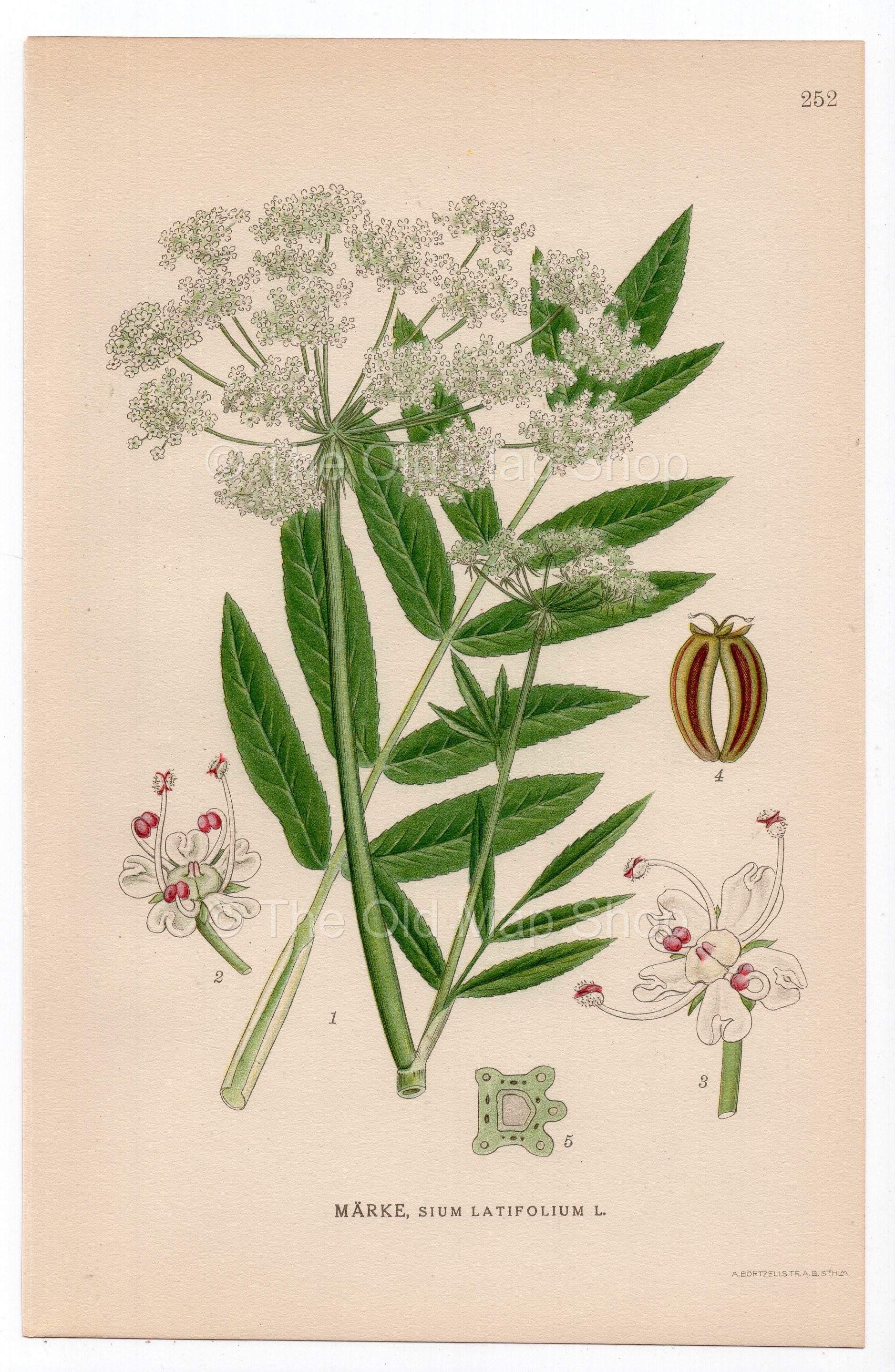 1926 Great Water-Parsnip, Wideleaf Waterparsnip (Sium latifolium) botanical print by C. A. M. Lindman, Plate 252