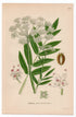 1926 Great Water-Parsnip, Wideleaf Waterparsnip (Sium latifolium) botanical print by C. A. M. Lindman, Plate 252