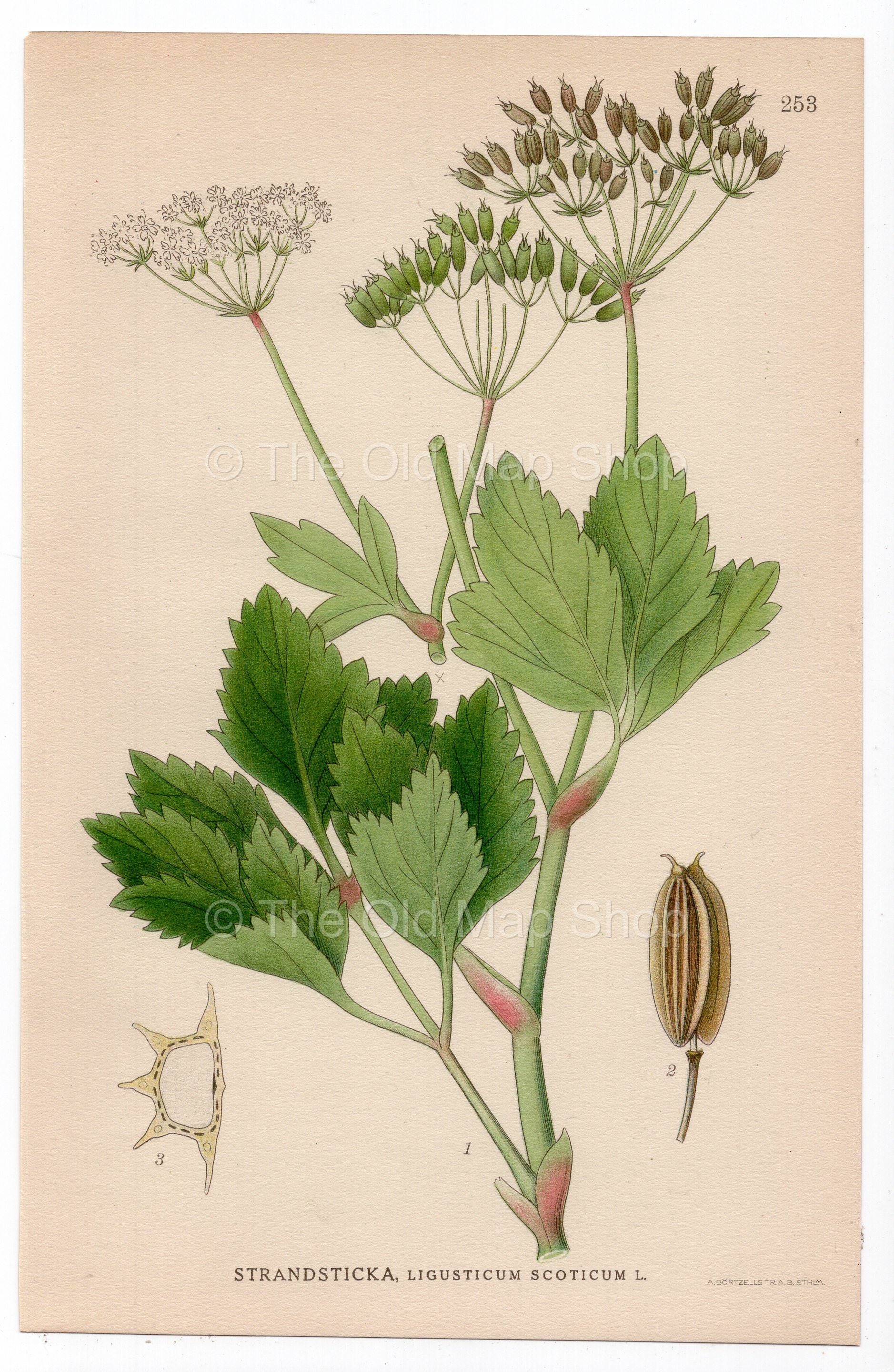 1926 Scots Lovage, Scottish Licorice-Root (Ligusticum scoticum) botanical print by C. A. M. Lindman, Plate 253