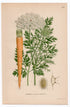 1926 Wild Carrot, Bird's Nest (Daucus carota) botanical print by C. A. M. Lindman, Plate 254