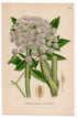 1926 Wild Angelica (Angelica sylvestris) botanical print by C. A. M. Lindman, Plate 255