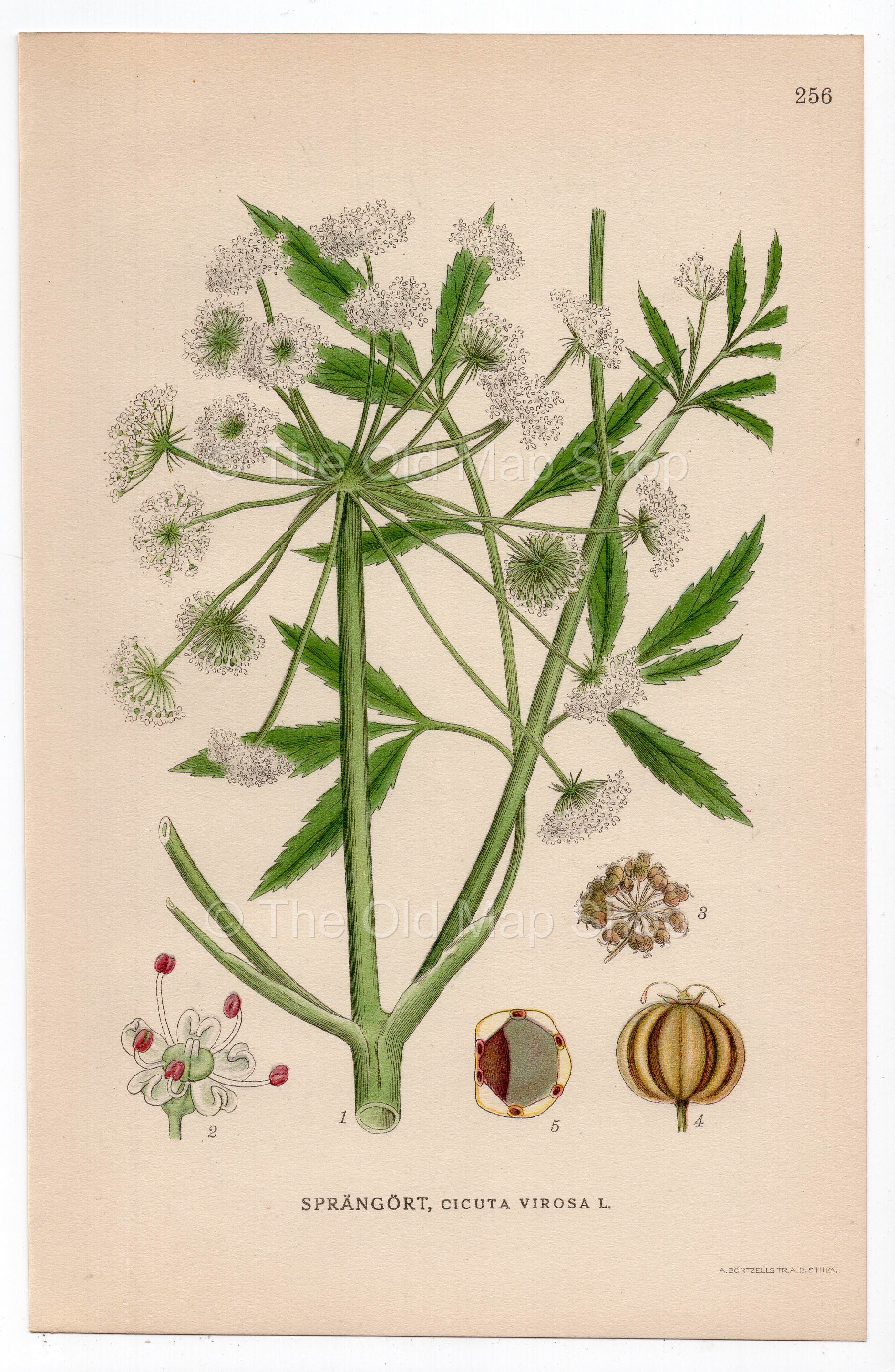 1926 Cowbane, Northern Water Hemlock (Cicuta virosa) botanical print by C. A. M. Lindman, Plate 256