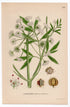 1926 Cowbane, Northern Water Hemlock (Cicuta virosa) botanical print by C. A. M. Lindman, Plate 256