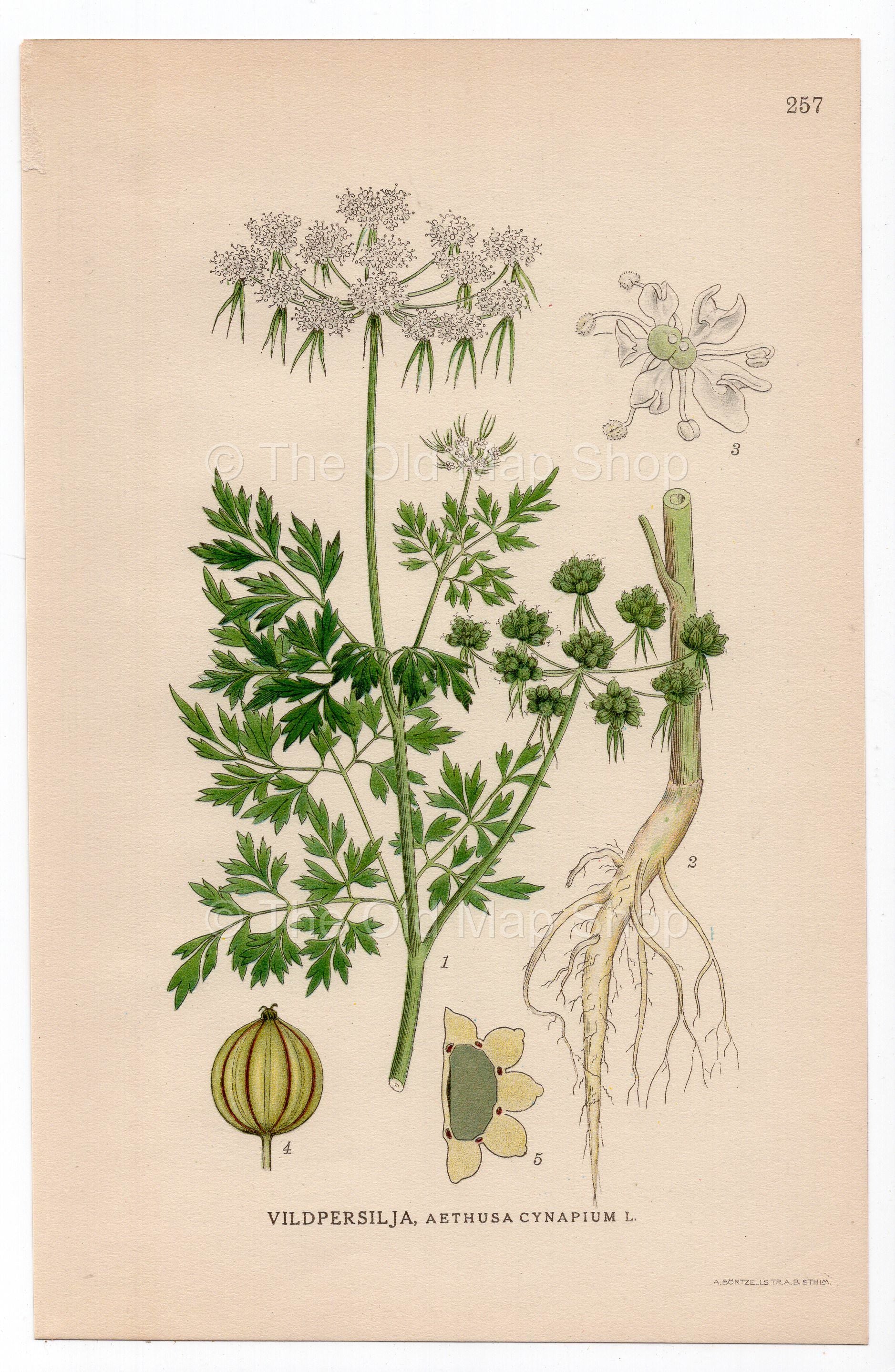 1926 Fool's Parsley, Fool's Cicely (Aethusa cynapium) botanical print by C. A. M. Lindman, Plate 257