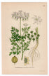 1926 Fool's Parsley, Fool's Cicely (Aethusa cynapium) botanical print by C. A. M. Lindman, Plate 257