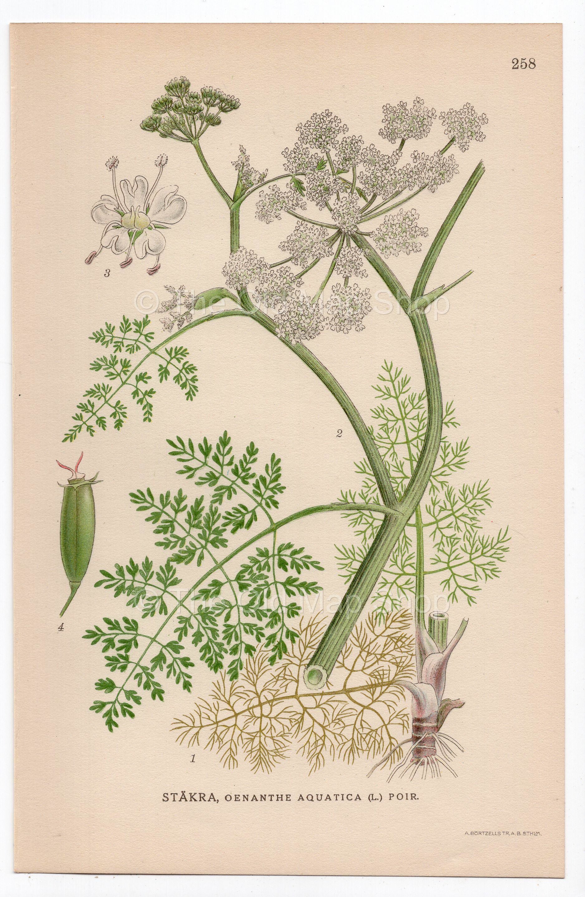 1926 Water Dropwort (Oenanthe aquatica) botanical print by C. A. M. Lindman, Plate 258
