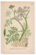 1926 Water Dropwort (Oenanthe aquatica) botanical print by C. A. M. Lindman, Plate 258