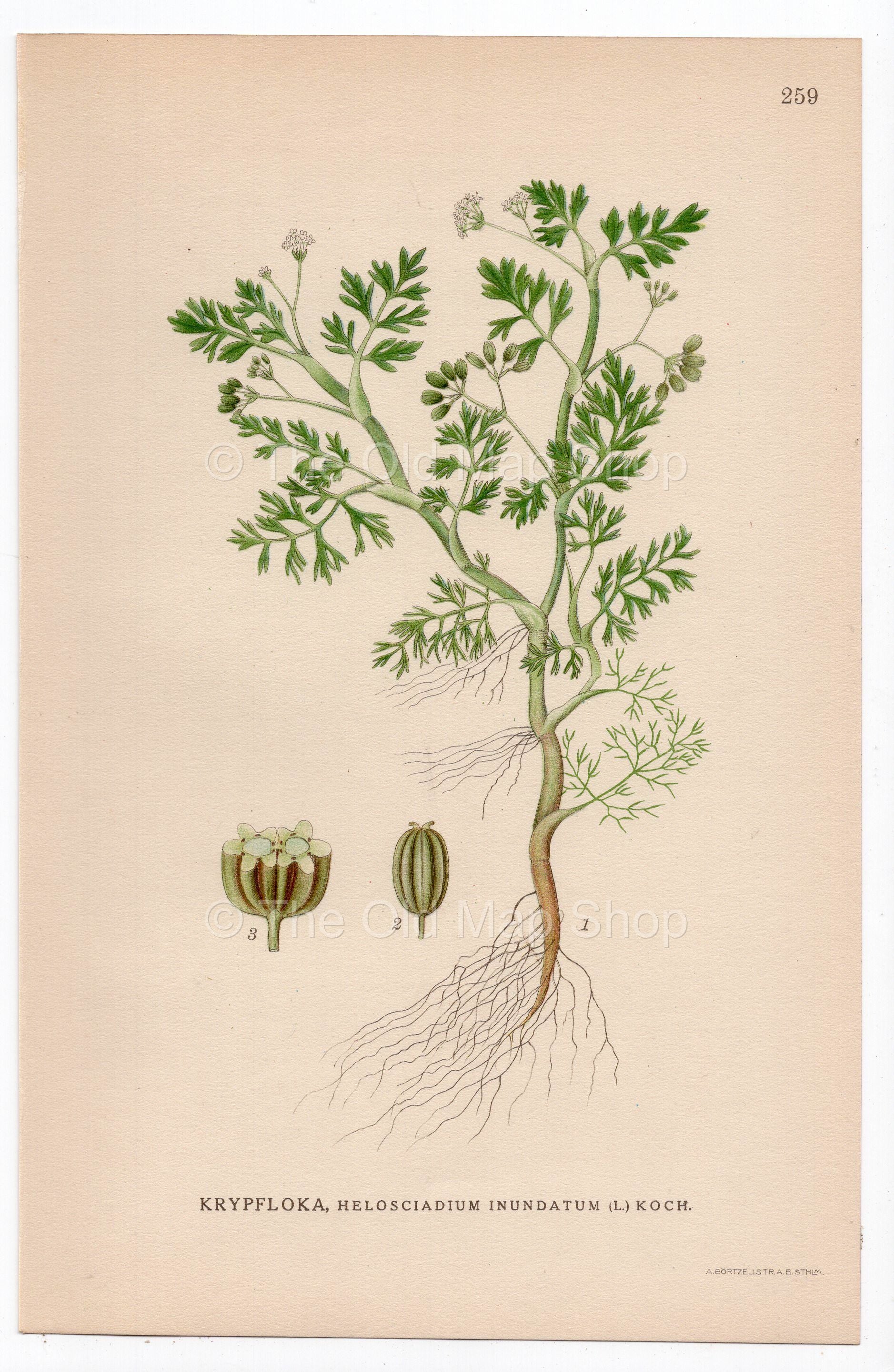 1926 Lesser Marshwort (Helosciadium inundatum) botanical print by C. A. M. Lindman, Plate 259