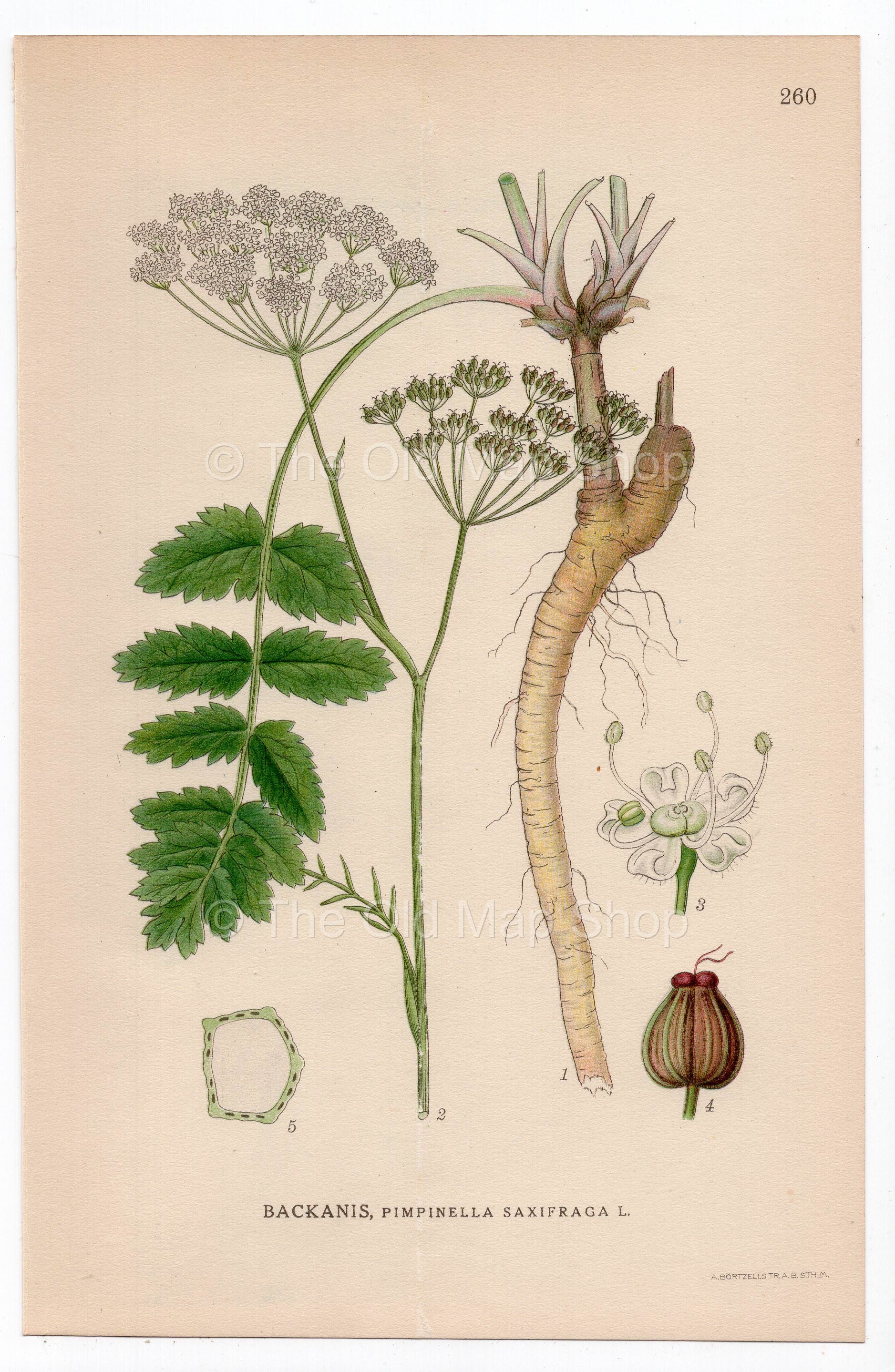 1926 Burnet-Saxifrage (Pimpinella saxifraga) botanical print by C. A. M. Lindman, Plate 260