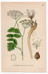 1926 Burnet-Saxifrage (Pimpinella saxifraga) botanical print by C. A. M. Lindman, Plate 260