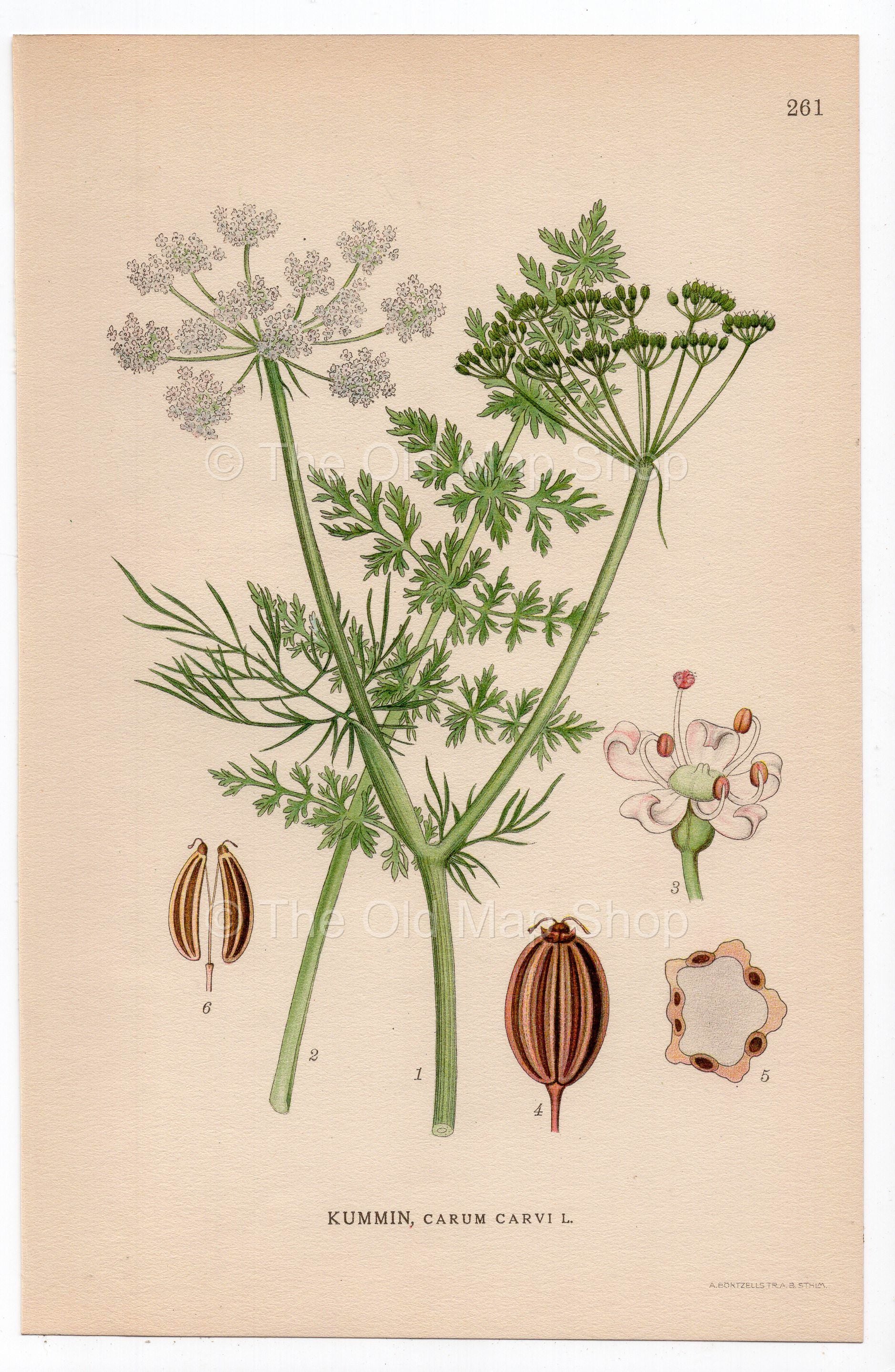 1926 Caraway, Meridian Fennel, Persian Cumin (Carum carvi) botanical print by C. A. M. Lindman, Plate 261