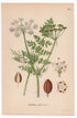 1926 Caraway, Meridian Fennel, Persian Cumin (Carum carvi) botanical print by C. A. M. Lindman, Plate 261