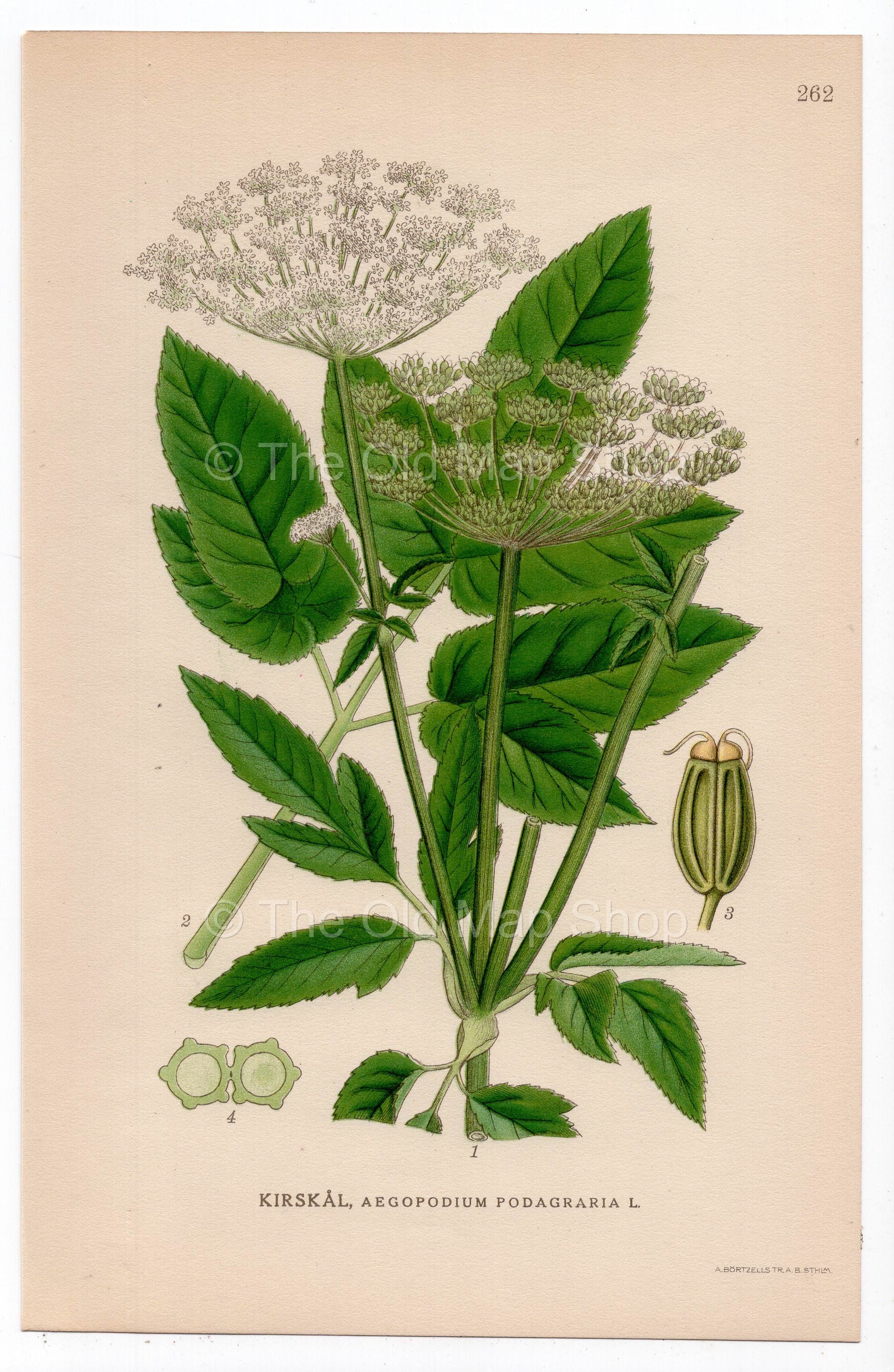 1926 Ground Elder, Herb Gerard (Aegopodium podagraria) botanical print by C. A. M. Lindman, Plate 262
