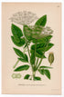 1926 Ground Elder, Herb Gerard (Aegopodium podagraria) botanical print by C. A. M. Lindman, Plate 262