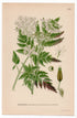 1926 Cow Parsley, Wild Chervil (Anthriscus sylvestris) botanical print by C. A. M. Lindman, Plate 263