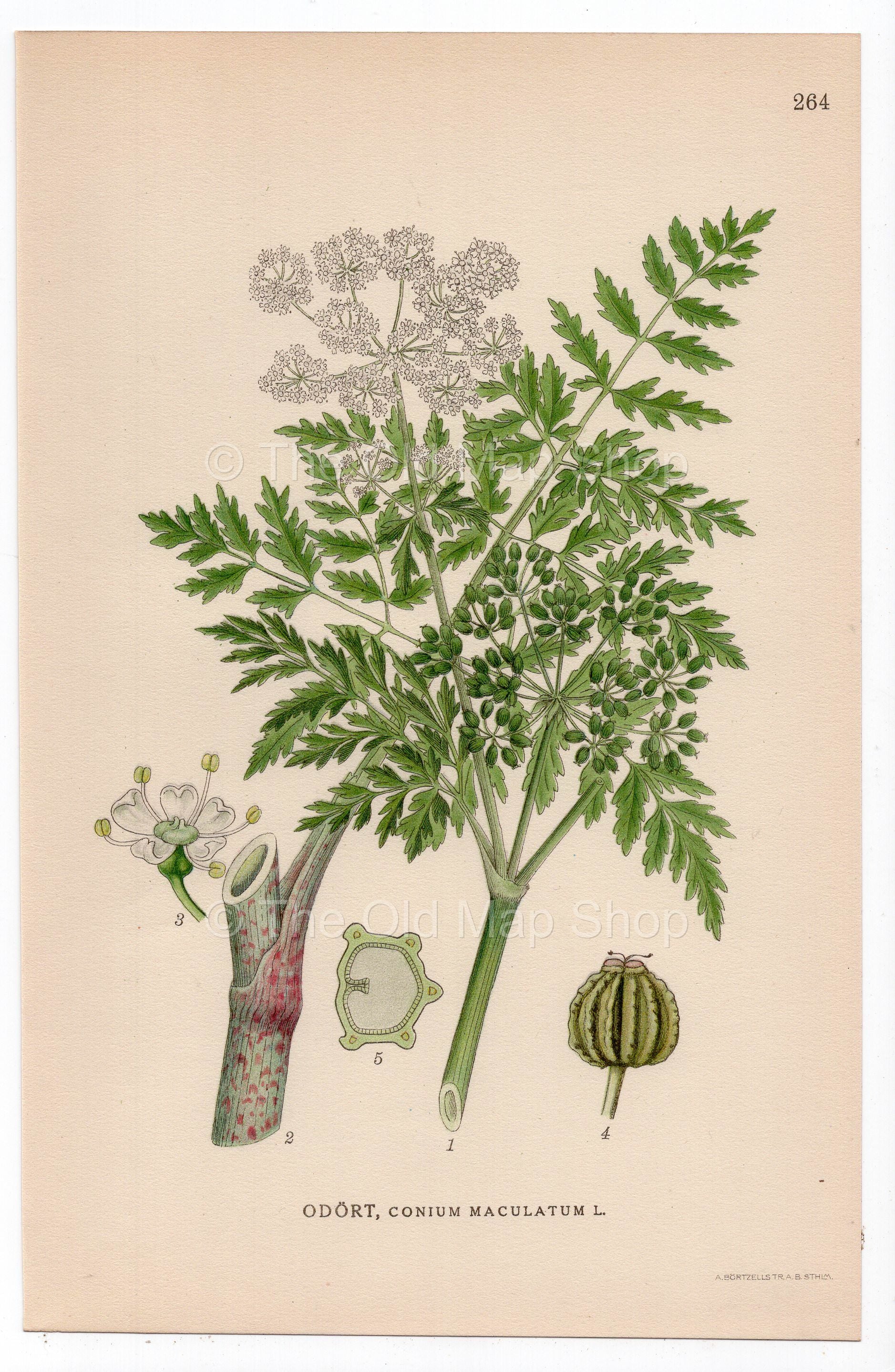 1926 Hemlock (Conium maculatum) botanical print by C. A. M. Lindman, Plate 264