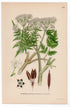 1926 Sweet Cicely, Garden Myrrh, Sweet Chervil (Myrrhis odorata) botanical print by C. A. M. Lindman, Plate 265
