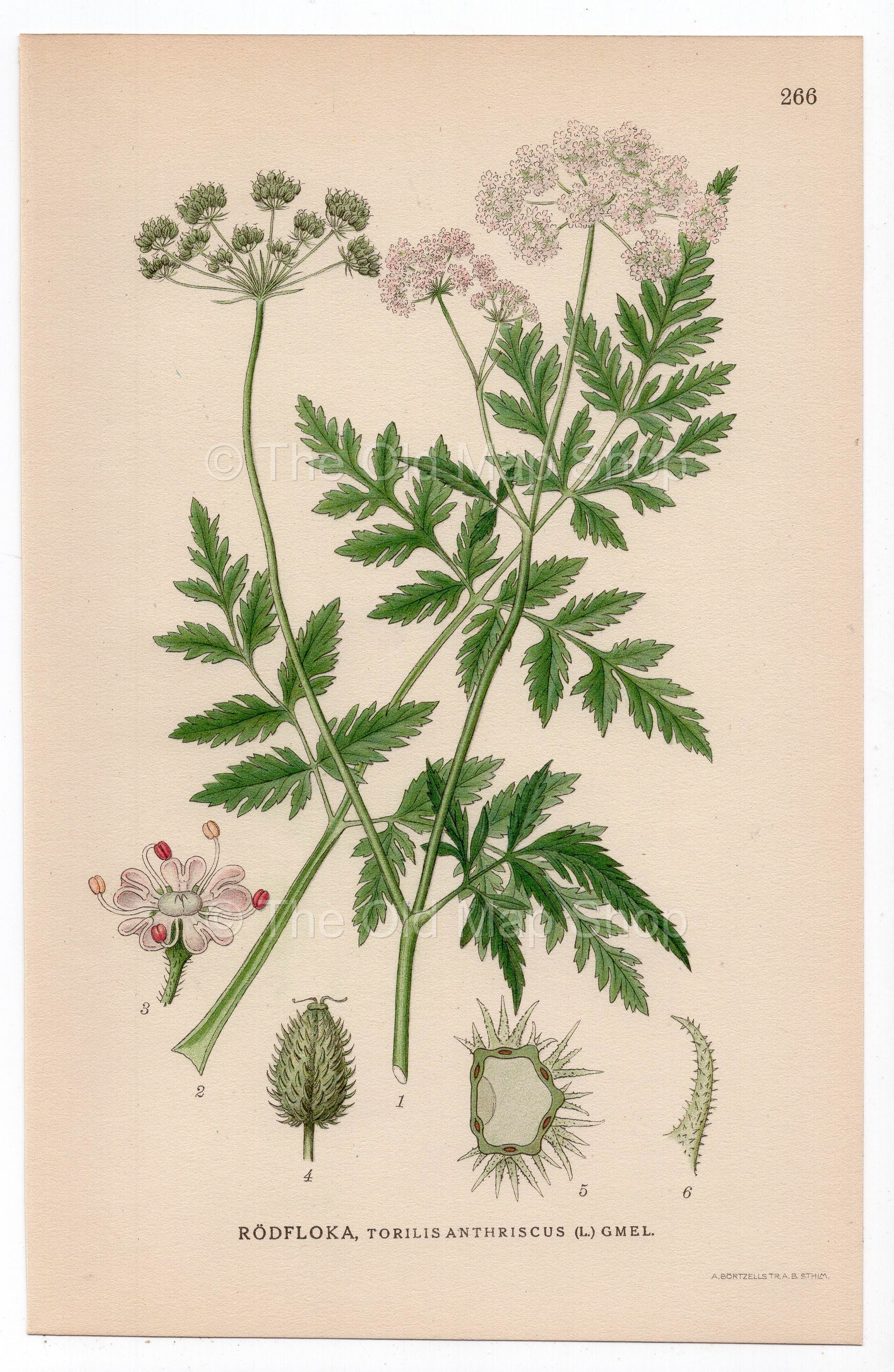 1926 Japanese Hedgeparsley, Hedge Parsley (Torilis anthriscus) botanical print by C. A. M. Lindman, Plate 266
