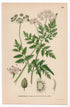 1926 Japanese Hedgeparsley, Hedge Parsley (Torilis anthriscus) botanical print by C. A. M. Lindman, Plate 266