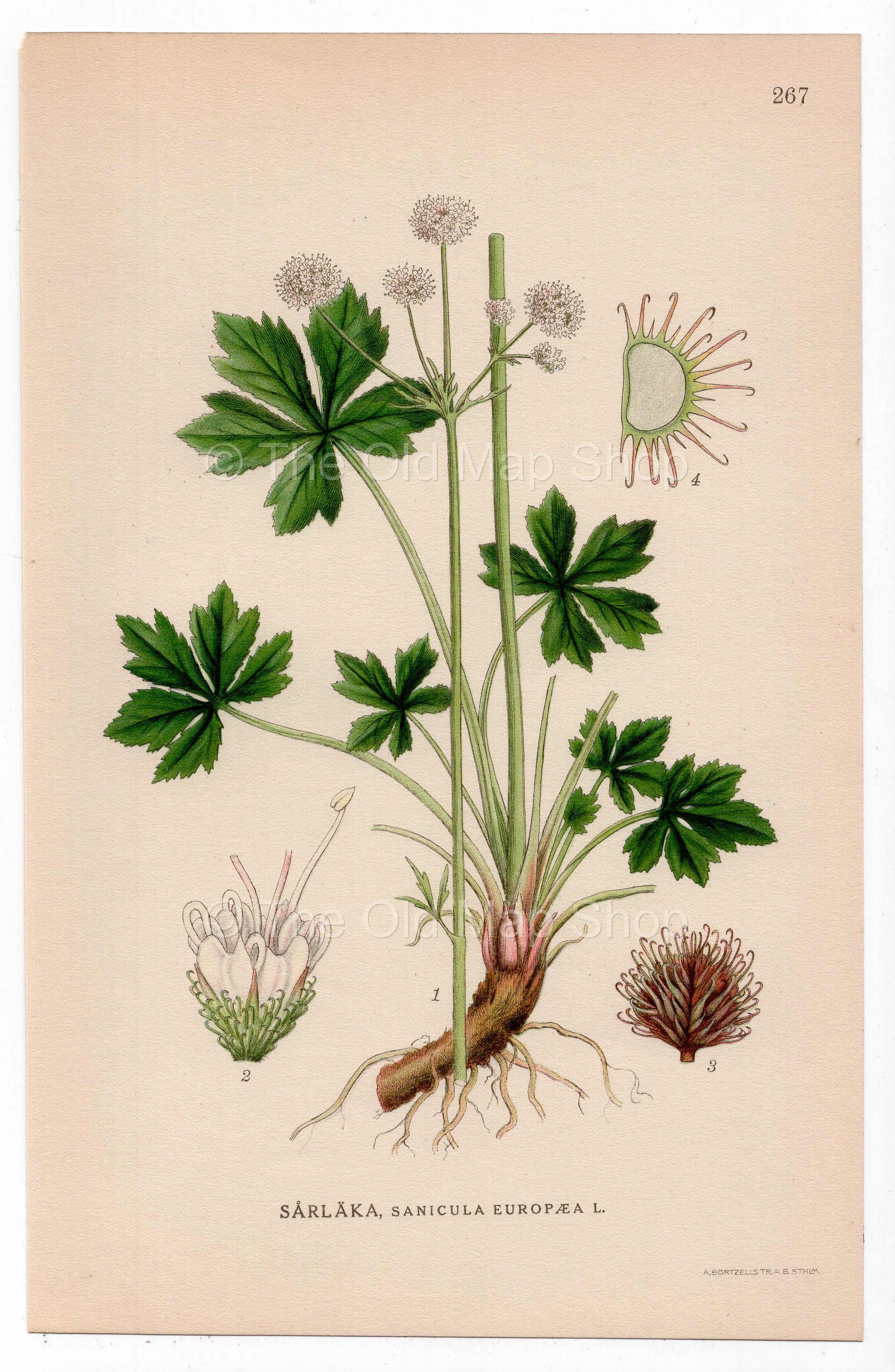 1926 Sanicle, Wood Sanicle (Sanicula europaea) botanical print by C. A. M. Lindman, Plate 267