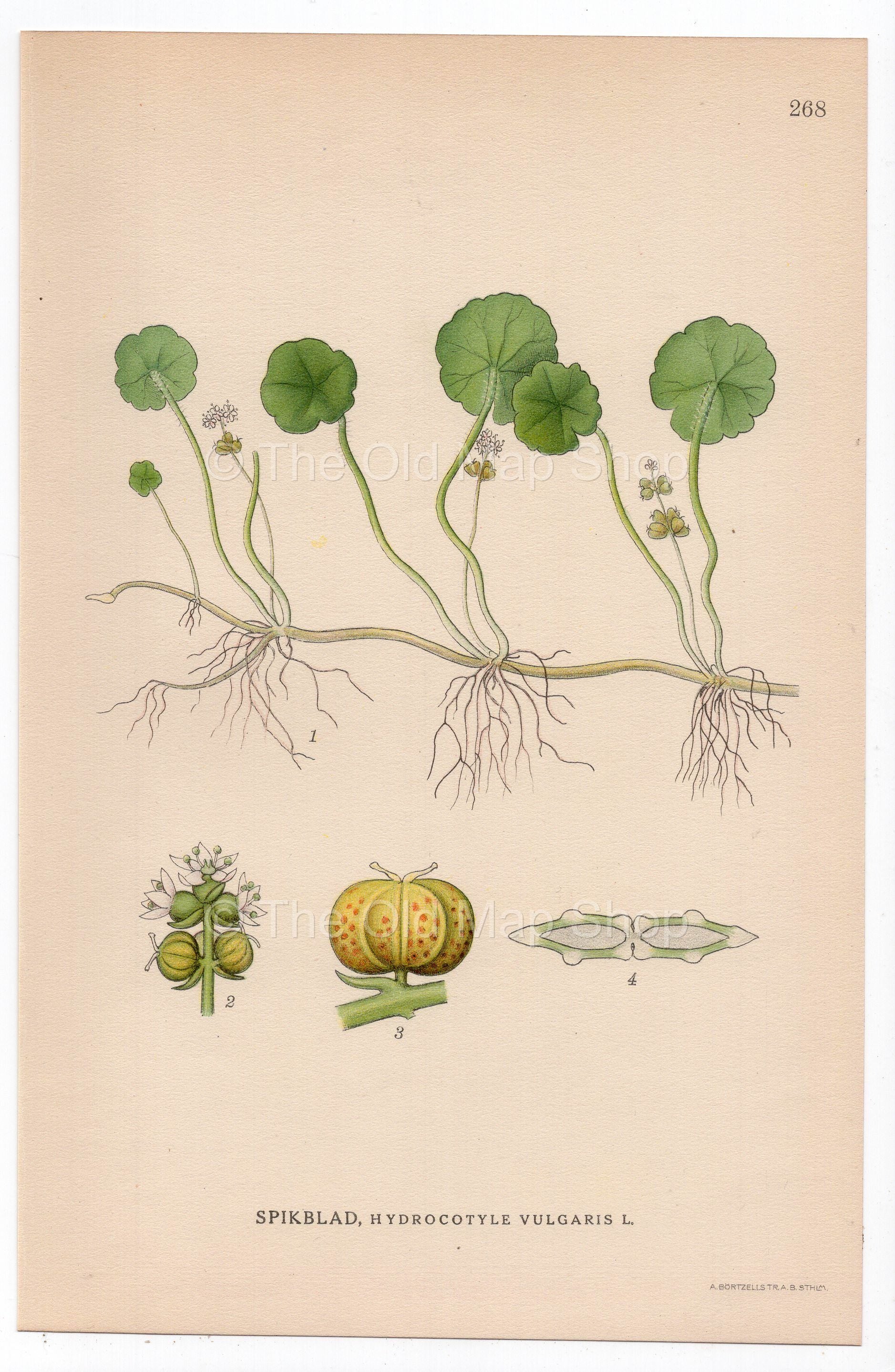 1926 Common Pennywort, Water Naval, Money Plant (Hydrocotyle vulgaris) botanical print by C. A. M. Lindman, Plate 268