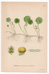 1926 Common Pennywort, Water Naval, Money Plant (Hydrocotyle vulgaris) botanical print by C. A. M. Lindman, Plate 268