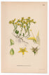 1926 Goldmoss Stonecrop, Mossy Stonecrop (Sedum acre) botanical print by C. A. M. Lindman, Plate 269