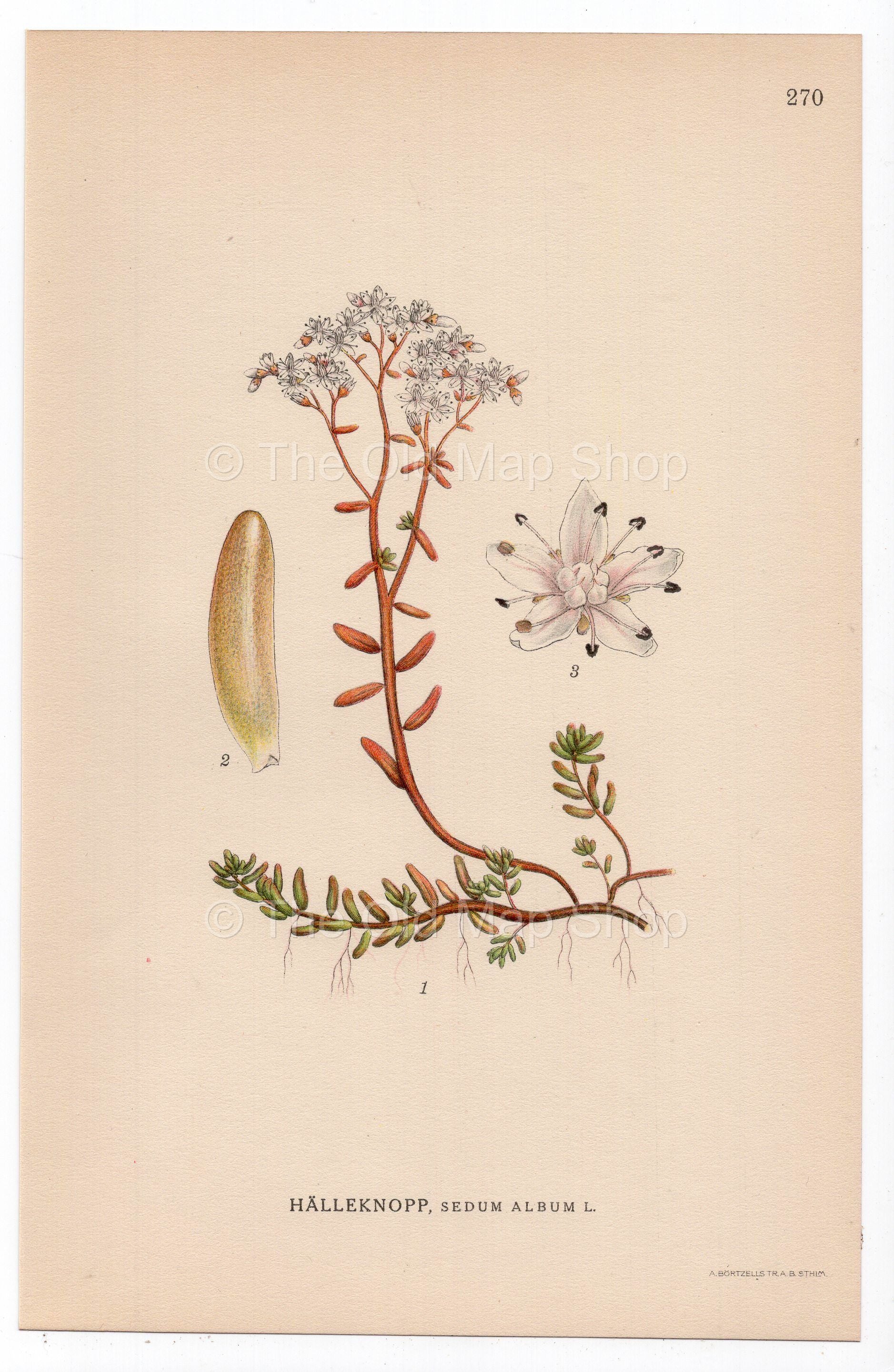 1926 White Stonecrop (Sedum album) botanical print by C. A. M. Lindman, Plate 270