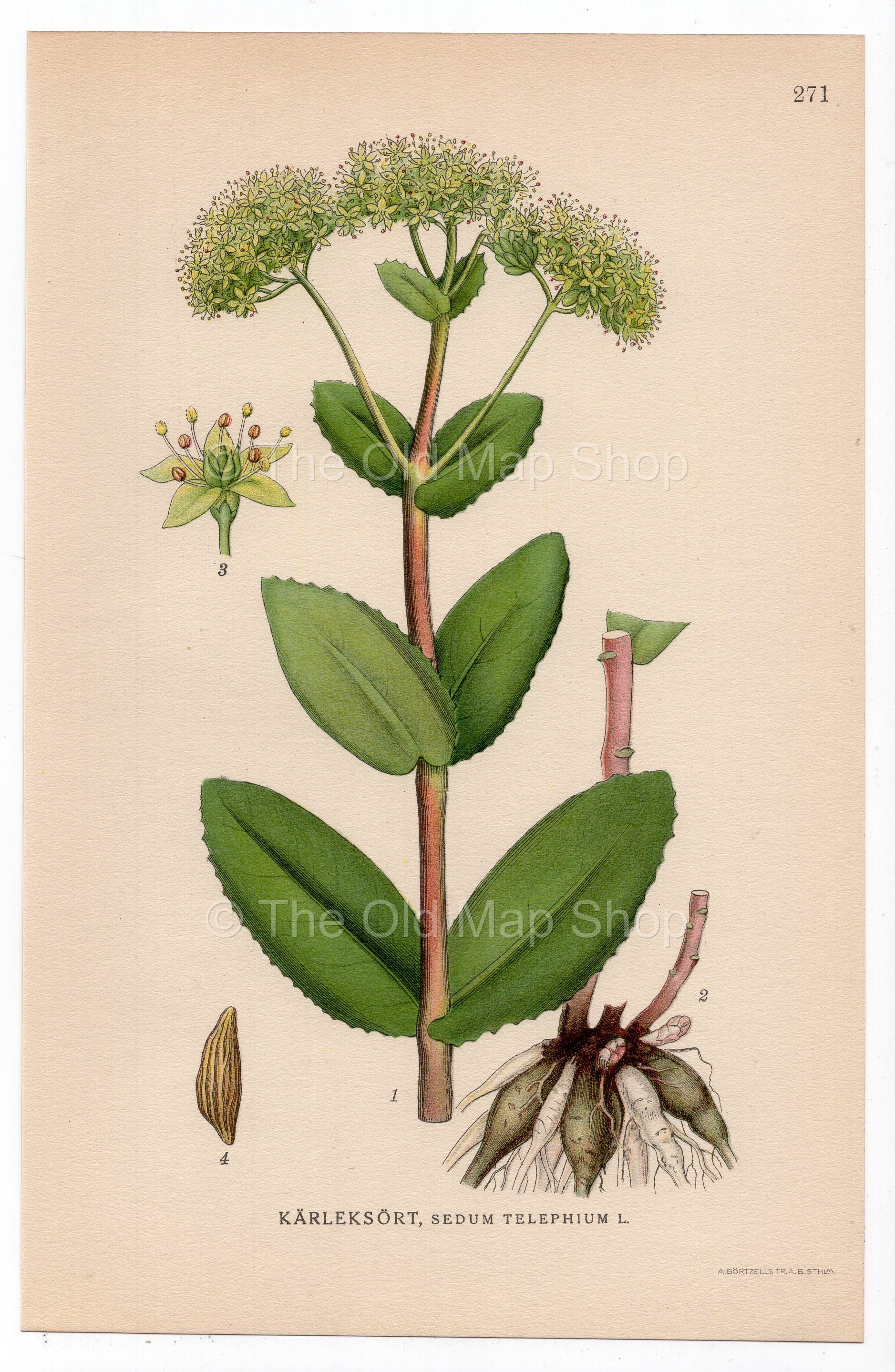 1926 Orpine, Livelong, Frog's-Stomach (Sedum telephium) botanical print by C. A. M. Lindman, Plate 271