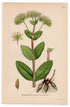 1926 Orpine, Livelong, Frog's-Stomach (Sedum telephium) botanical print by C. A. M. Lindman, Plate 271
