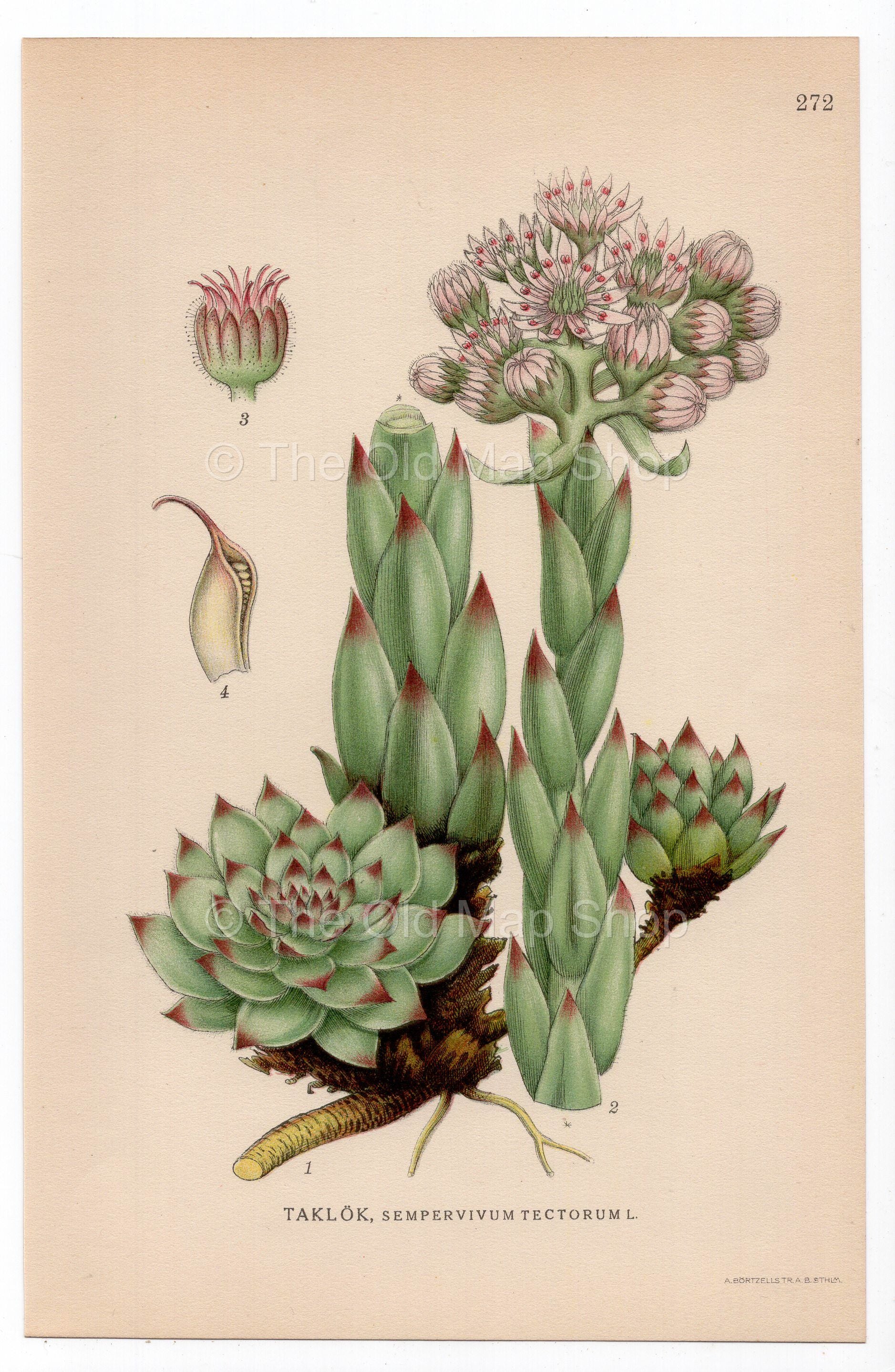 1926 Common Houseleek (Sempervivum tectorum) botanical print by C. A. M. Lindman, Plate 272