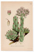 1926 Common Houseleek (Sempervivum tectorum) botanical print by C. A. M. Lindman, Plate 272