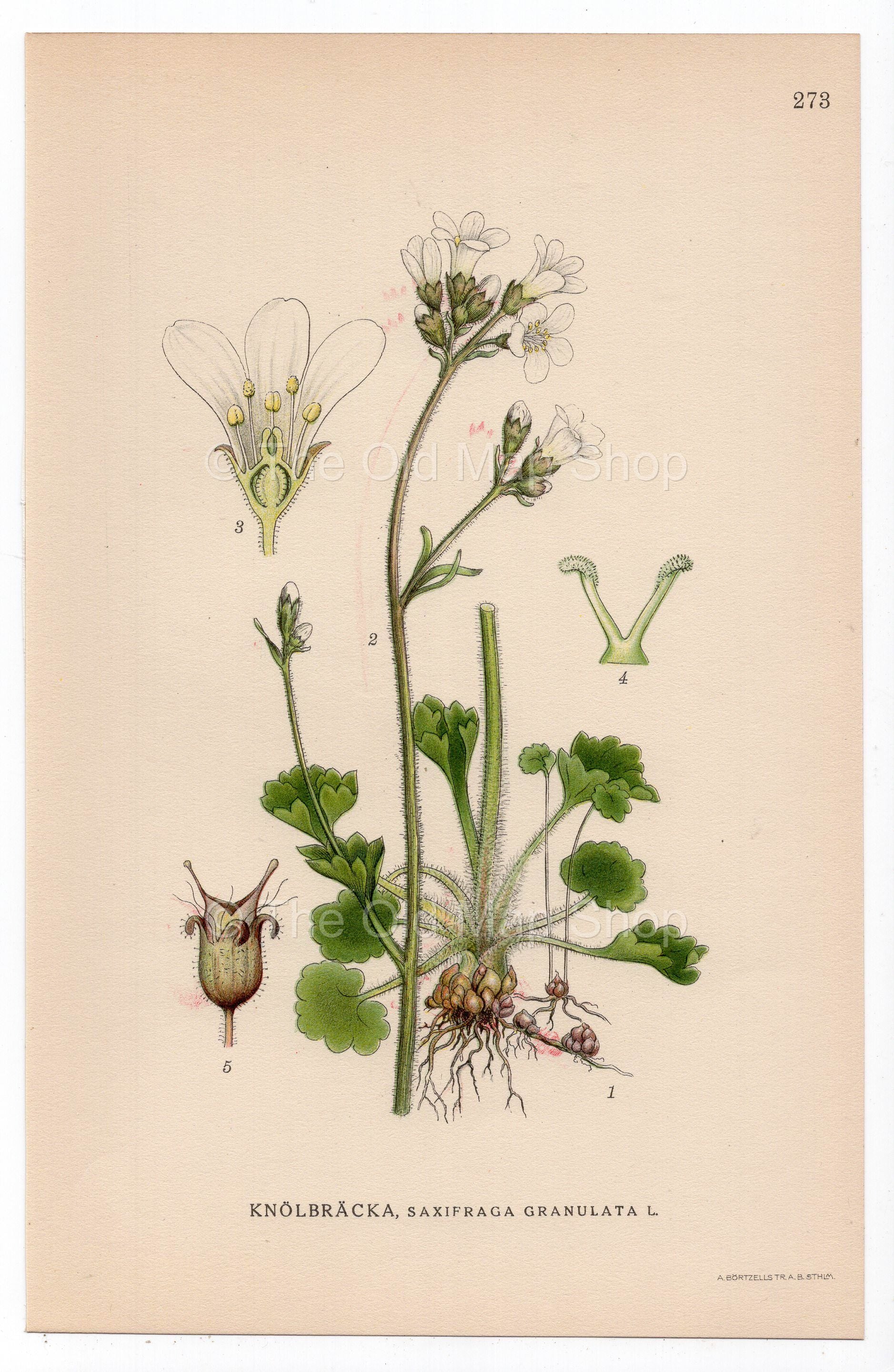 1926 Meadow Saxifrage (Saxifraga granulata) botanical print by C. A. M. Lindman, Plate 273