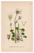 1926 Meadow Saxifrage (Saxifraga granulata) botanical print by C. A. M. Lindman, Plate 273
