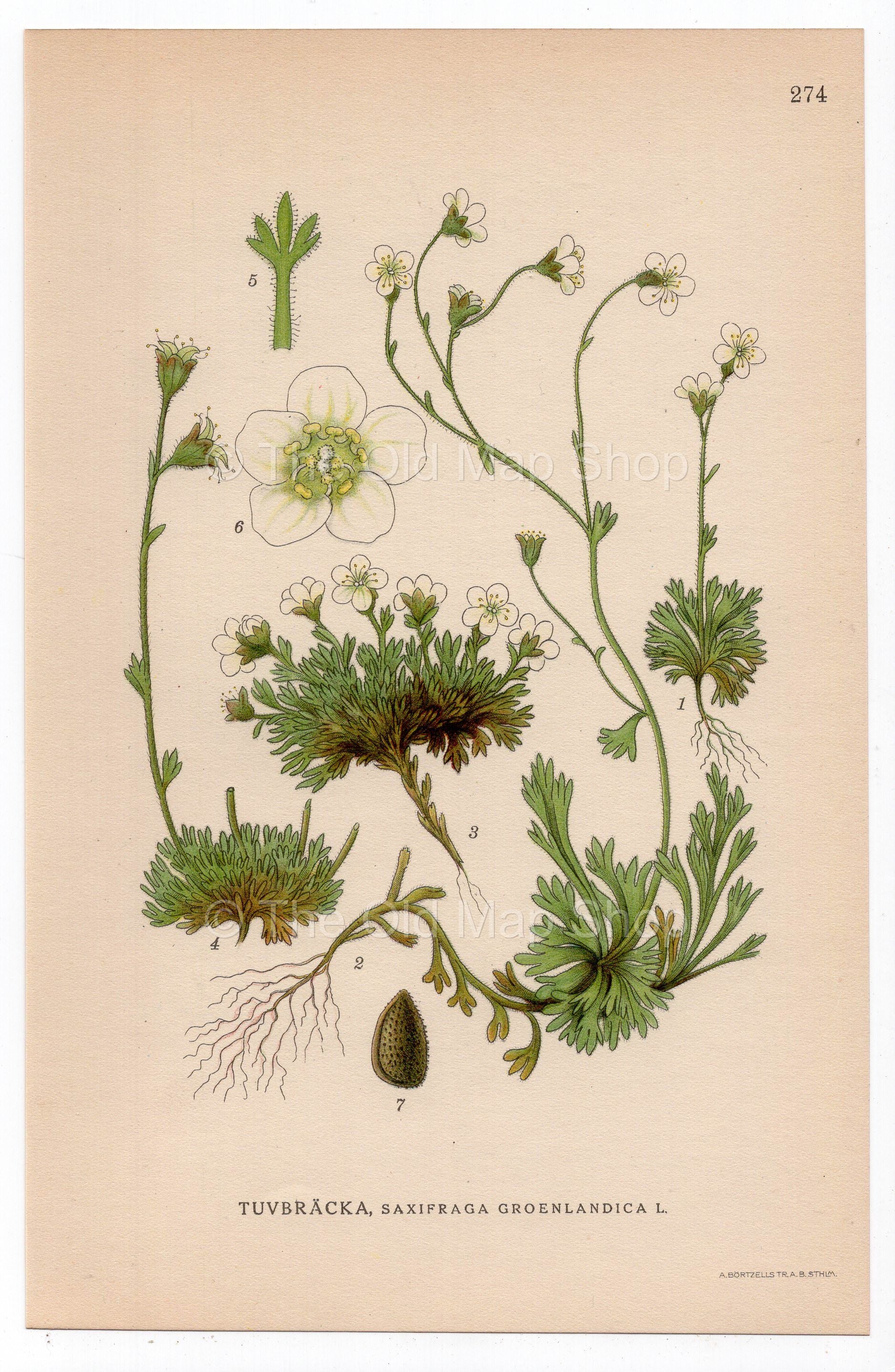 1926 Tufted Saxifrage (Saxifraga groenlandica) botanical print by C. A. M. Lindman, Plate 274