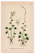 1926 Drooping Saxifrage, Nodding Saxifrage (Saxifraga cernua) botanical print by C. A. M. Lindman, Plate 275