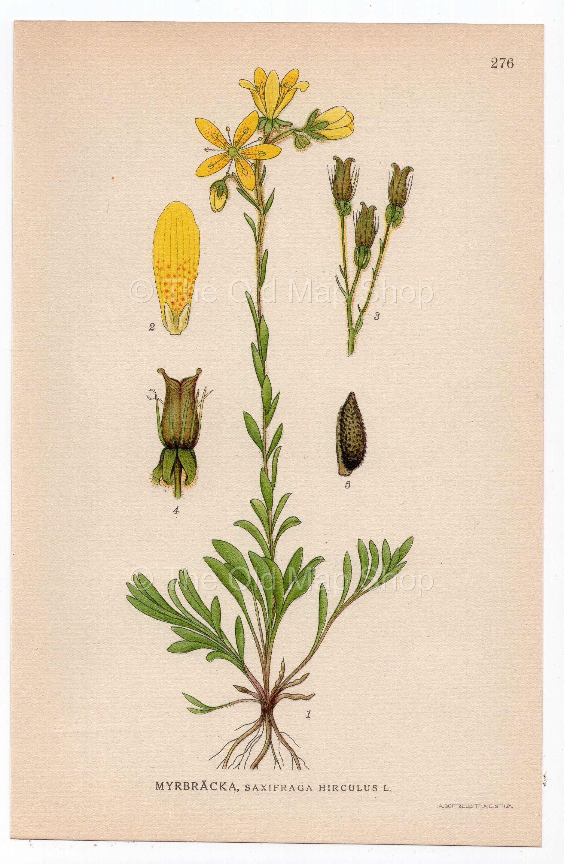 1926 Marsh Saxifrage, Bog Saxifrage (Saxifraga hirculus) botanical print by C. A. M. Lindman, Plate 276